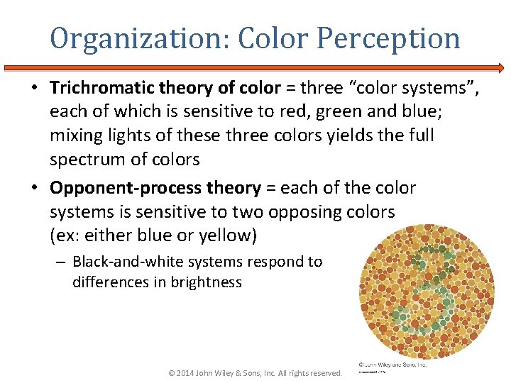 Organization: Color Perception • Trichromatic theory of color = three “color systems”, each of