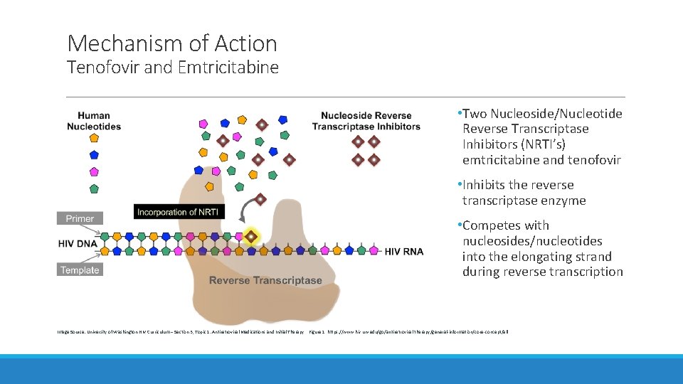 Mechanism of Action Tenofovir and Emtricitabine • Two Nucleoside/Nucleotide Reverse Transcriptase Inhibitors (NRTI’s) emtricitabine Mechanism of Action Tenofovir and Emtricitabine • Two Nucleoside/Nucleotide Reverse Transcriptase Inhibitors (NRTI’s) emtricitabine