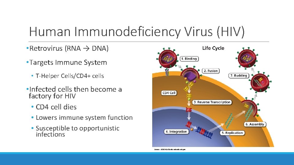 Human Immunodeficiency Virus (HIV) • Retrovirus (RNA → DNA) • Targets Immune System • Human Immunodeficiency Virus (HIV) • Retrovirus (RNA → DNA) • Targets Immune System •