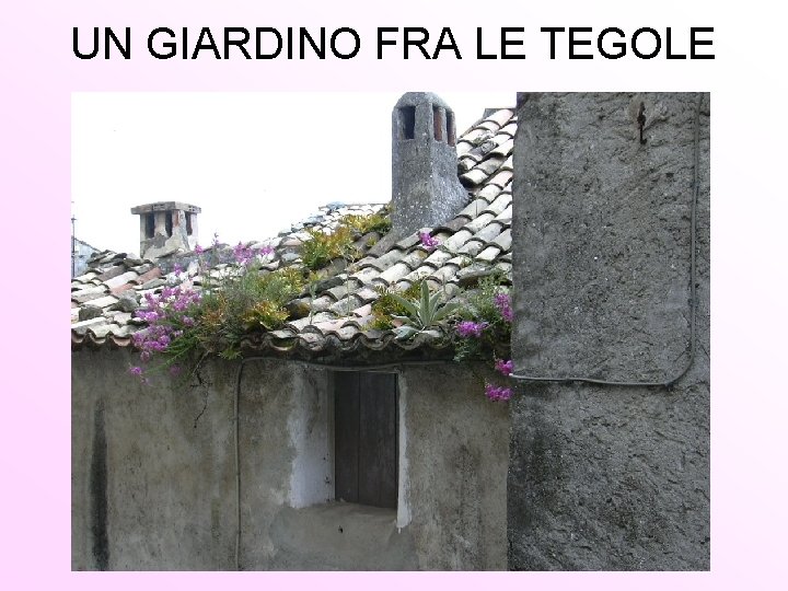 UN GIARDINO FRA LE TEGOLE 