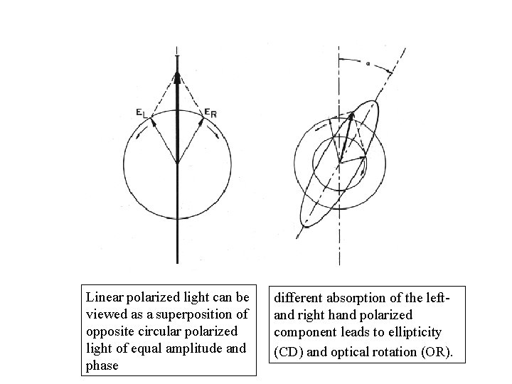 Linear polarized light can be viewed as a superposition of opposite circular polarized light