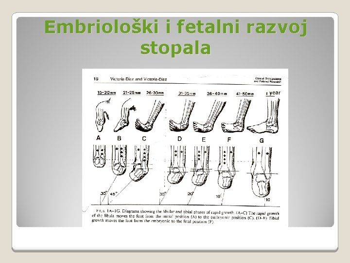 Embriološki i fetalni razvoj stopala 