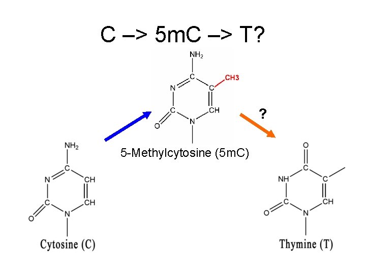 C –> 5 m. C –> T? ? 5 -Methylcytosine (5 m. C) 