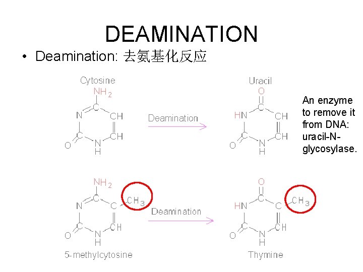 DEAMINATION • Deamination: 去氨基化反应 An enzyme to remove it from DNA: uracil-Nglycosylase. 