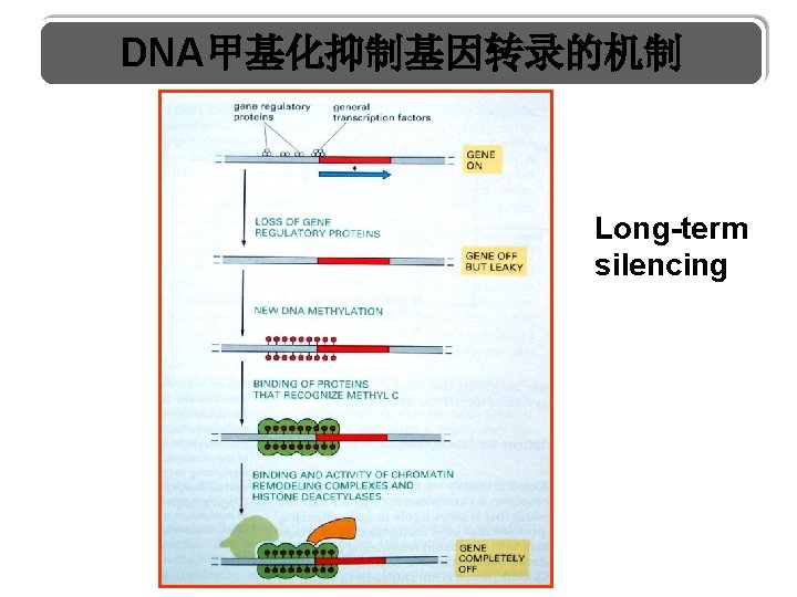 DNA甲基化抑制基因转录的机制 Long-term silencing 