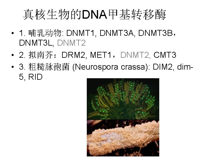 真核生物的DNA甲基转移酶 • 1. 哺乳动物: DNMT 1, DNMT 3 A, DNMT 3 B， DNMT 3