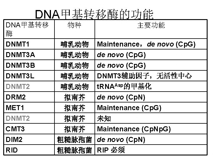 DNA甲基转移酶的功能 DNA甲基转移 酶 DNMT 1 DNMT 3 A DNMT 3 B DNMT 3 L