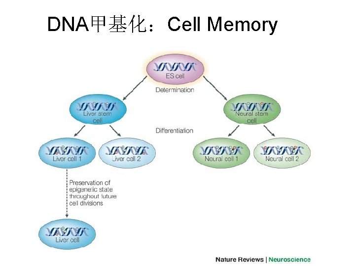 DNA甲基化：Cell Memory 