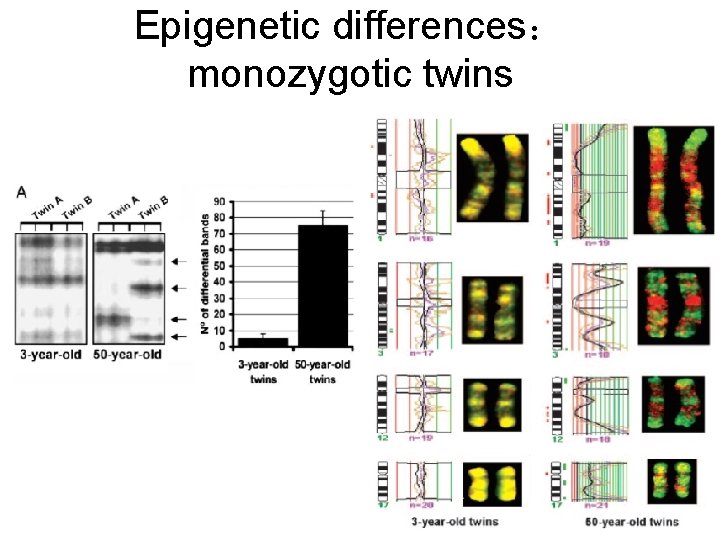 Epigenetic differences： monozygotic twins 