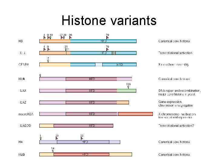 Histone variants 