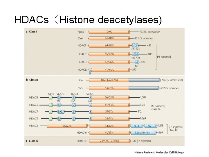 HDACs（Histone deacetylases) 