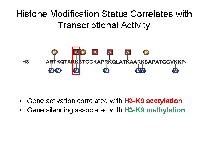 Histone Modification Status Correlates with Transcriptional Activity • Gene activation correlated with H 3