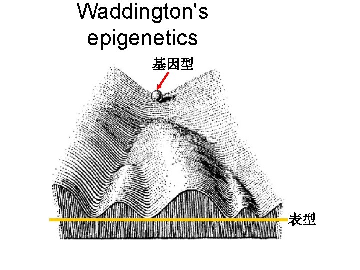 Waddington's epigenetics 基因型 表型 