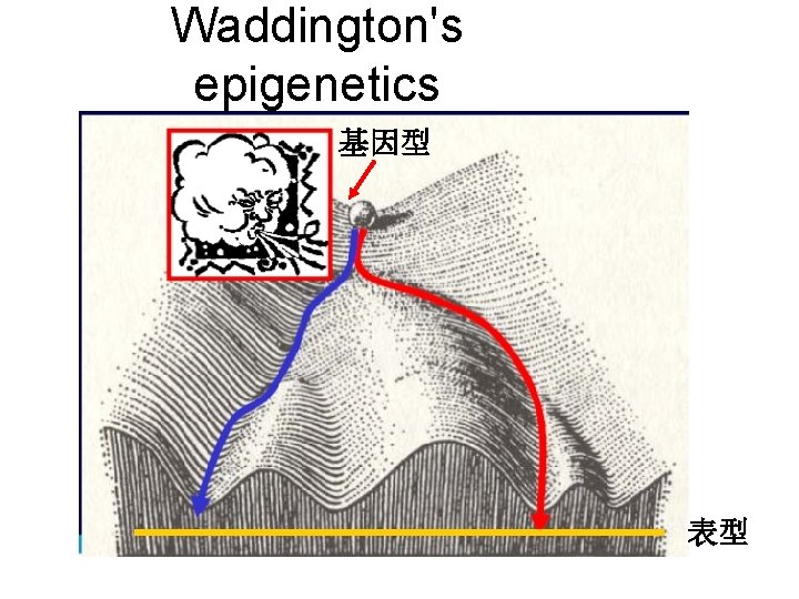 Waddington's epigenetics 基因型 表型 
