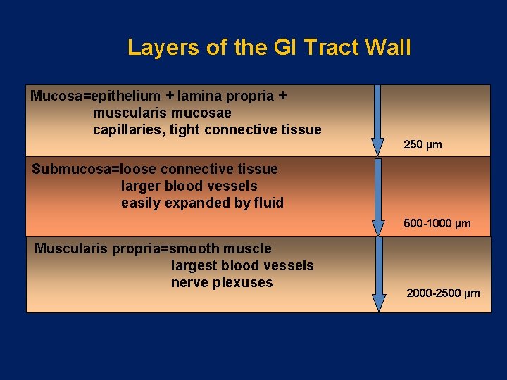 Layers of the GI Tract Wall Mucosa=epithelium + lamina propria + muscularis mucosae capillaries,