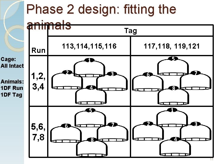 Phase 2 design: fitting the animals Tag Run Cage: All Intact Animals: 1 DF