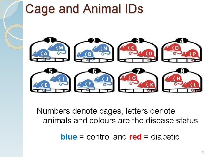 Cage and Animal IDs Numbers denote cages, letters denote animals and colours are the