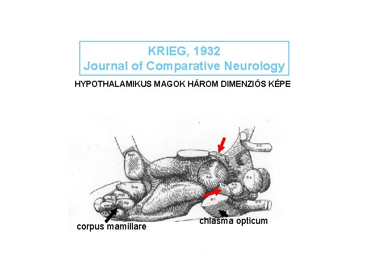 KRIEG, 1932 Journal of Comparative Neurology HYPOTHALAMIKUS MAGOK HÁROM DIMENZIÓS KÉPE corpus mamillare chiasma