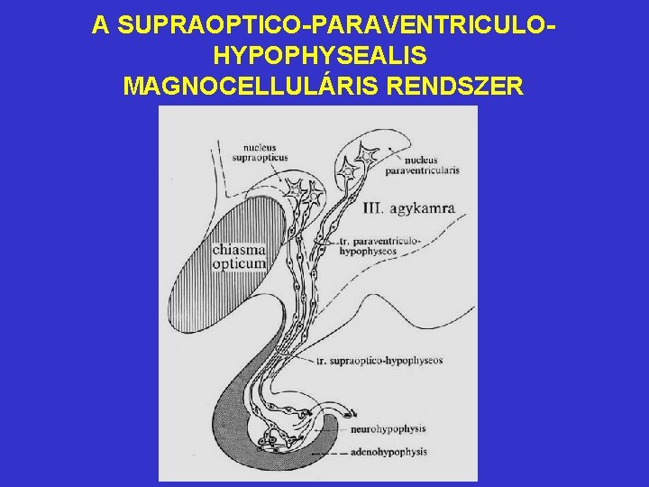 A SUPRAOPTICO-PARAVENTRICULOHYPOPHYSEALIS MAGNOCELLULÁRIS RENDSZER 