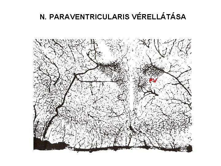 N. PARAVENTRICULARIS VÉRELLÁTÁSA PV 