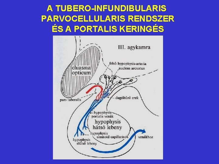 A TUBERO-INFUNDIBULARIS PARVOCELLULARIS RENDSZER ÉS A PORTALIS KERINGÉS 