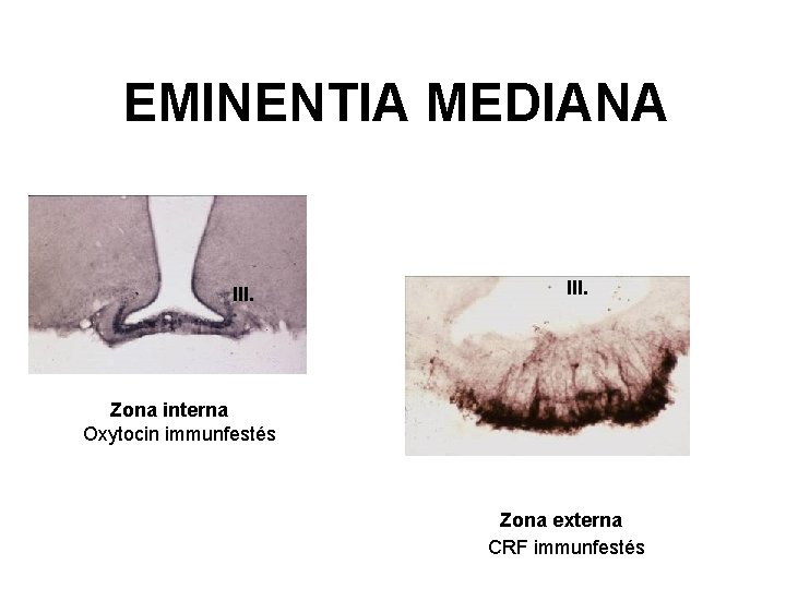 EMINENTIA MEDIANA III. Zona interna Oxytocin immunfestés Zona externa CRF immunfestés 