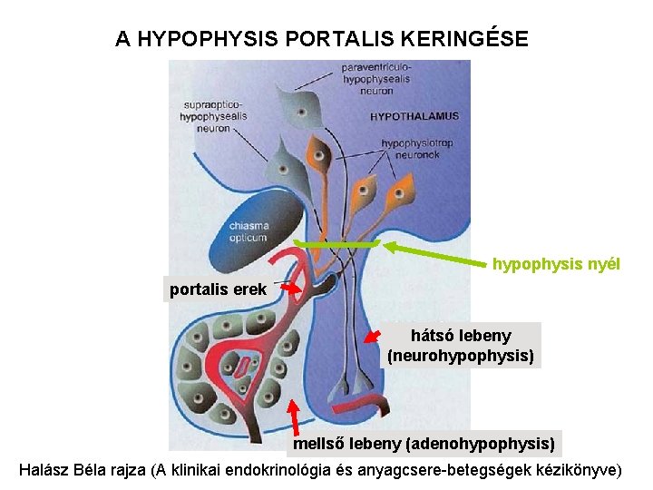 A HYPOPHYSIS PORTALIS KERINGÉSE hypophysis nyél portalis erek hátsó lebeny (neurohypophysis) mellső lebeny (adenohypophysis)