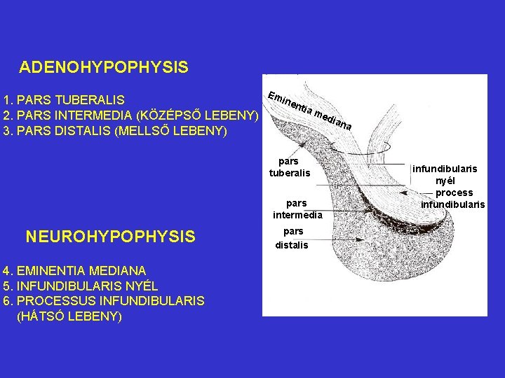 ADENOHYPOPHYSIS 1. PARS TUBERALIS 2. PARS INTERMEDIA (KÖZÉPSŐ LEBENY) 3. PARS DISTALIS (MELLSŐ LEBENY)