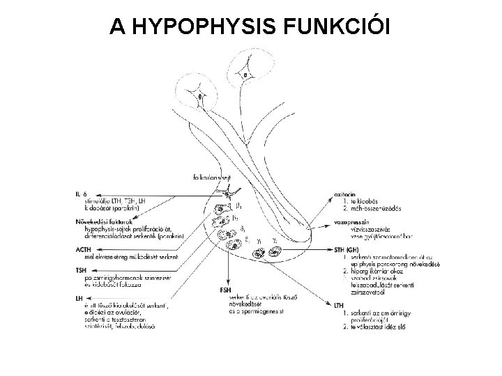 A HYPOPHYSIS FUNKCIÓI 