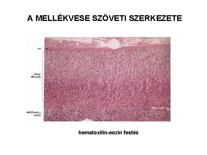 A MELLÉKVESE SZÖVETI SZERKEZETE hematoxilin-eozin festés 