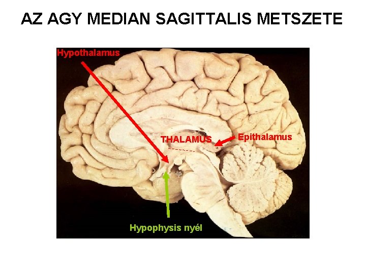 AZ AGY MEDIAN SAGITTALIS METSZETE Hypothalamus THALAMUS Hypophysis nyél Epithalamus 