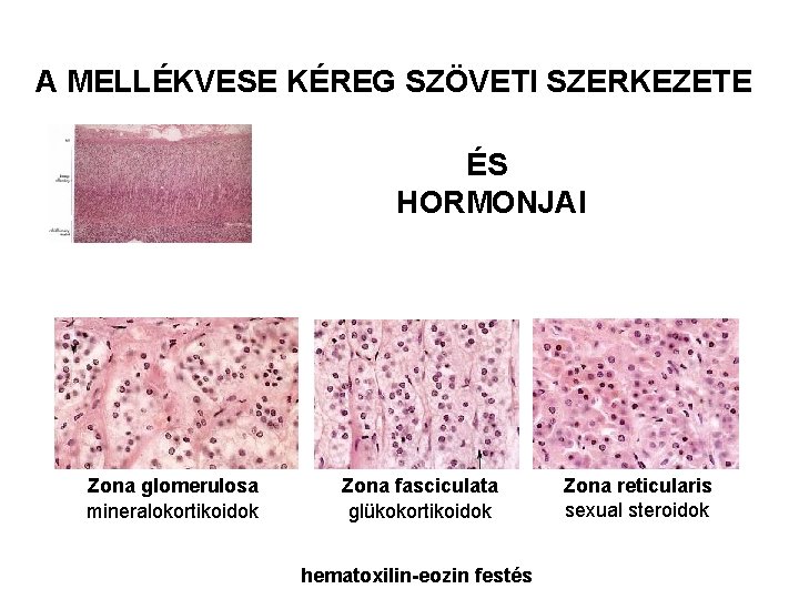 A MELLÉKVESE KÉREG SZÖVETI SZERKEZETE ÉS HORMONJAI Zona glomerulosa mineralokortikoidok Zona fasciculata glükokortikoidok hematoxilin-eozin