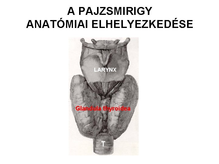 A PAJZSMIRIGY ANATÓMIAI ELHELYEZKEDÉSE LARYNX Glandula thyroidea T 