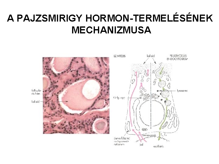 A PAJZSMIRIGY HORMON-TERMELÉSÉNEK MECHANIZMUSA 