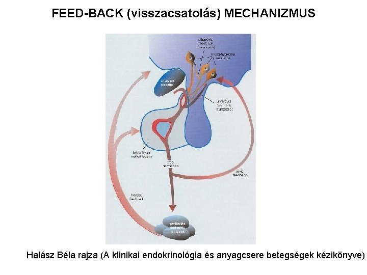 FEED-BACK (visszacsatolás) MECHANIZMUS Halász Béla rajza (A klinikai endokrinológia és anyagcsere betegségek kézikönyve) 