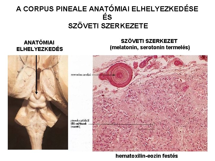 A CORPUS PINEALE ANATÓMIAI ELHELYEZKEDÉSE ÉS SZÖVETI SZERKEZETE ANATÓMIAI ELHELYEZKEDÉS SZÖVETI SZERKEZET (melatonin, serotonin