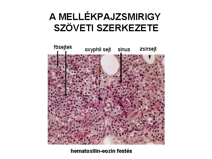 A MELLÉKPAJZSMIRIGY SZÖVETI SZERKEZETE fősejtek oxyphil sejt sinus hematoxilin-eozin festés zsírsejt 