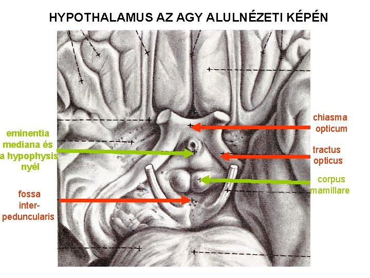 HYPOTHALAMUS AZ AGY ALULNÉZETI KÉPÉN eminentia mediana és a hypophysis nyél fossa interpeduncularis chiasma