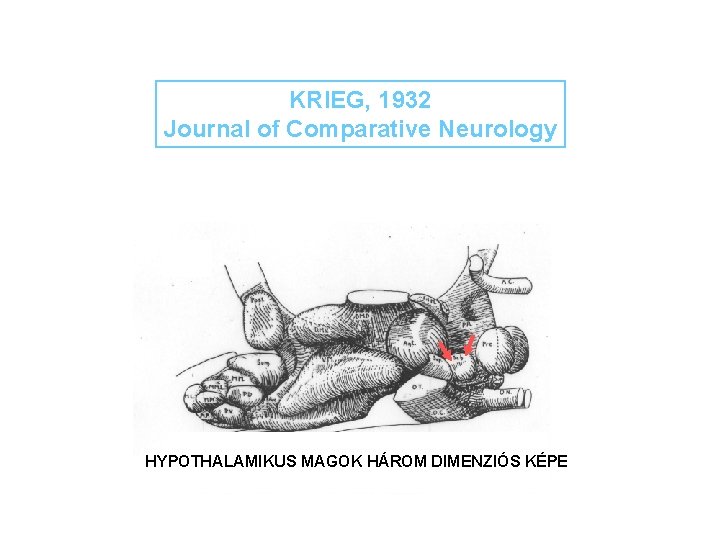 KRIEG, 1932 Journal of Comparative Neurology HYPOTHALAMIKUS MAGOK HÁROM DIMENZIÓS KÉPE 