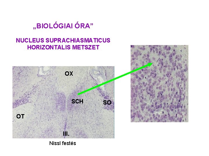 „BIOLÓGIAI ÓRA” NUCLEUS SUPRACHIASMATICUS HORIZONTALIS METSZET OX SCH OT III. Nissl festés SO 
