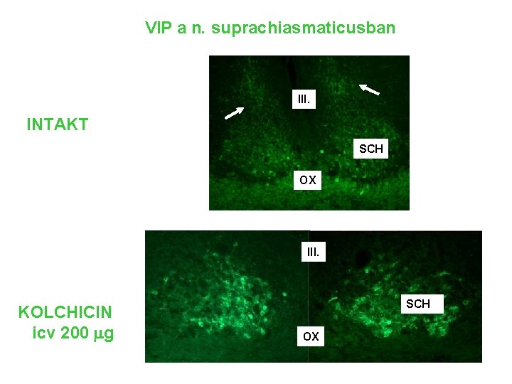 VIP a n. suprachiasmaticusban III. INTAKT SCH OX III. KOLCHICIN icv 200 g SCH