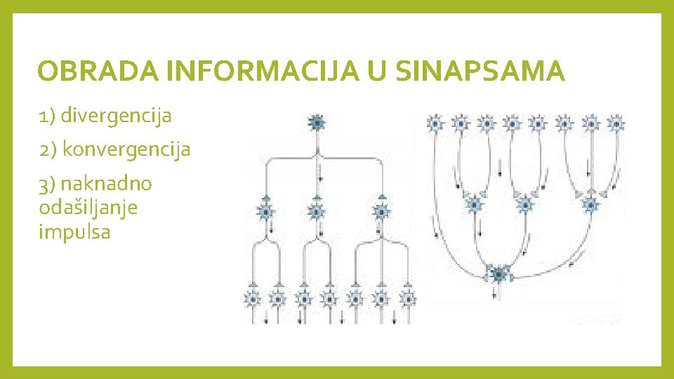 OBRADA INFORMACIJA U SINAPSAMA 1) divergencija 2) konvergencija 3) naknadno odašiljanje impulsa 