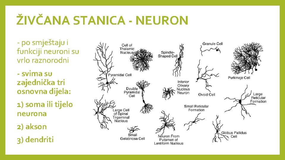 ŽIVČANA STANICA - NEURON - po smještaju i funkciji neuroni su vrlo raznorodni -