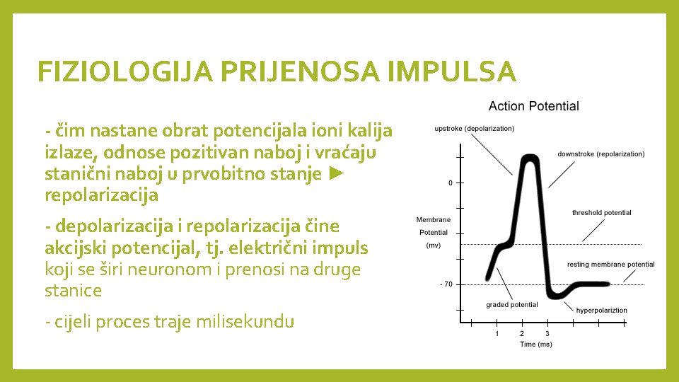 FIZIOLOGIJA PRIJENOSA IMPULSA - čim nastane obrat potencijala ioni kalija izlaze, odnose pozitivan naboj