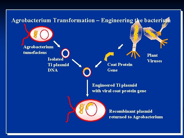 Agrobacterium Transformation – Engineering the bacterium Agrobacterium tumefaciens Isolated Ti plasmid DNA Coat Protein