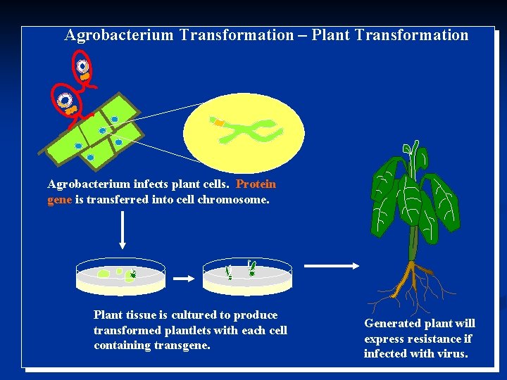 Agrobacterium Transformation – Plant Transformation Agrobacterium infects plant cells. Protein gene is transferred into