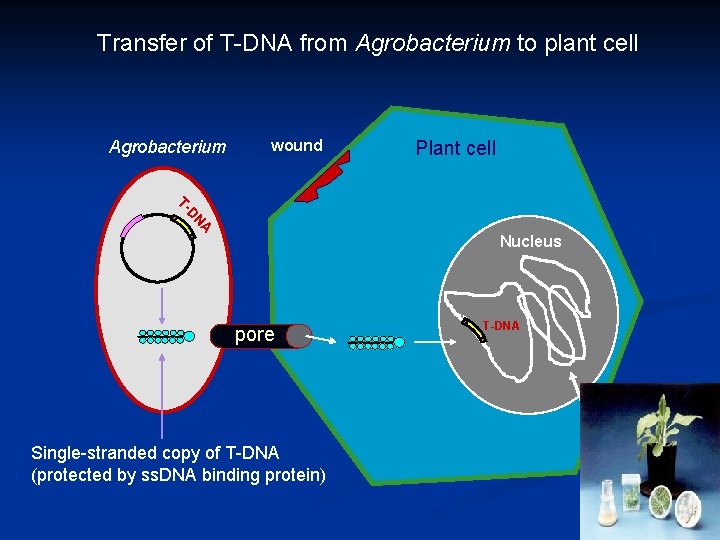 Transfer of T-DNA from Agrobacterium to plant cell Agrobacterium wound Plant cell D TA