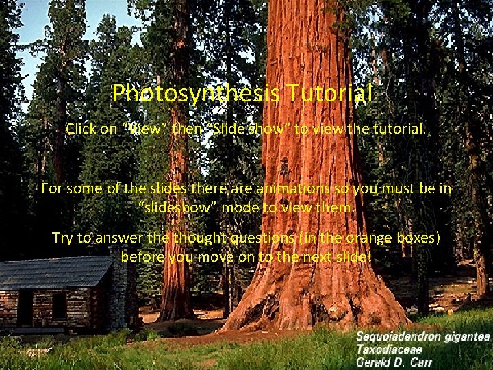 Photosynthesis Tutorial Click on “View” then “Slide show” to view the tutorial. For some