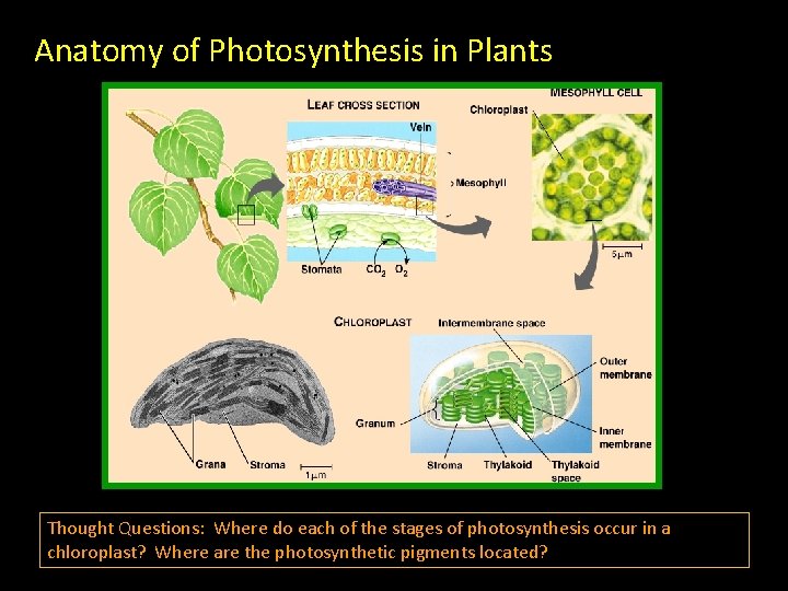 Anatomy of Photosynthesis in Plants Thought Questions: Where do each of the stages of