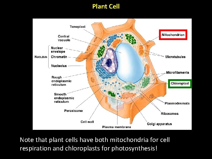 Plant Cell Note that plant cells have both mitochondria for cell respiration and chloroplasts